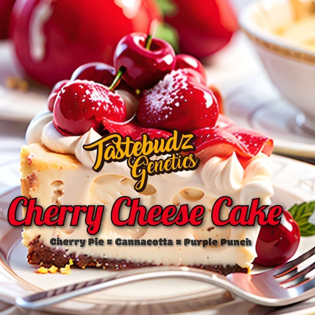 Cherry Cheese Cake [A] 3/pack